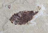 Fossil Lobster & Four Fossil Fish - Hakel, Lebanon #70453-2